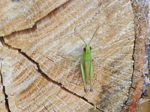 Pseudochorthippus parallelus - közönséges rétisáska