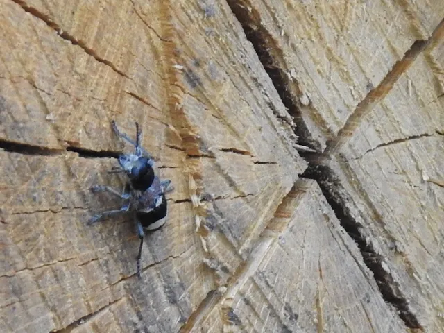 Clerus mutillarius - feketenyakú szúfarkas
