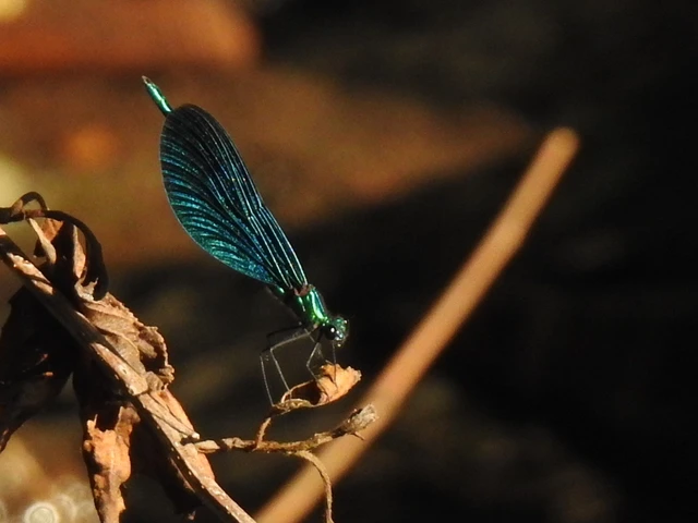 Calopteryx virgo - kisasszony-szitakötő