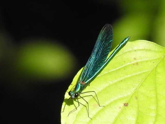 Calopteryx virgo - kisasszony-szitakötő