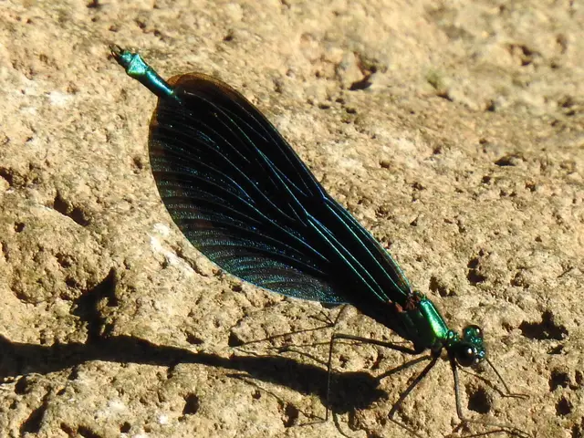 Calopteryx virgo - kisasszony-szitakötő