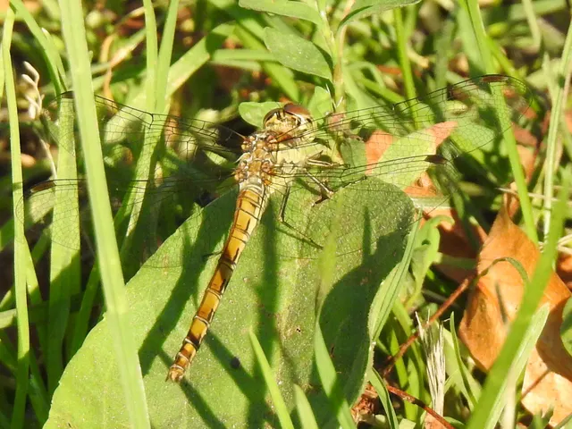 Sympetrum striolatum/vulgatum