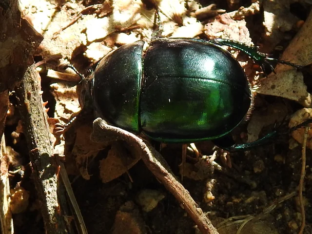 Trypocopris vernalis - tavaszi álganéjtúró