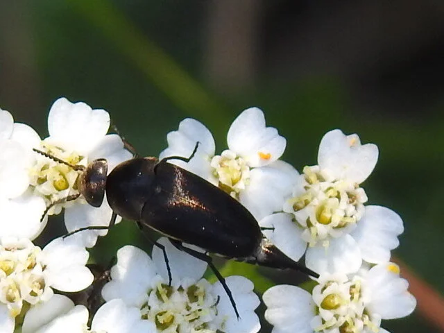 Mordellidae - marókafélék