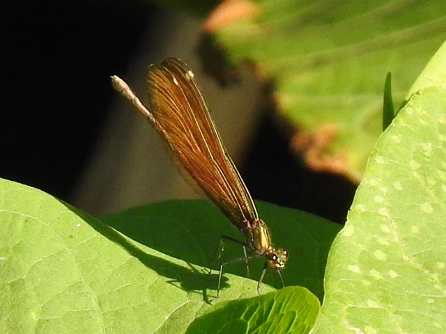 Calopteryx virgo - kisasszony-szitakötő