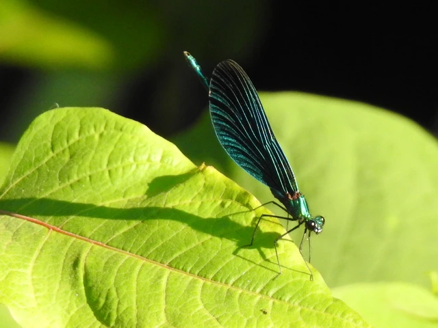 Calopteryx virgo - kisasszony-szitakötő