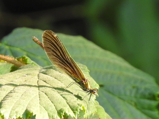 Calopteryx virgo - kisasszony-szitakötő
