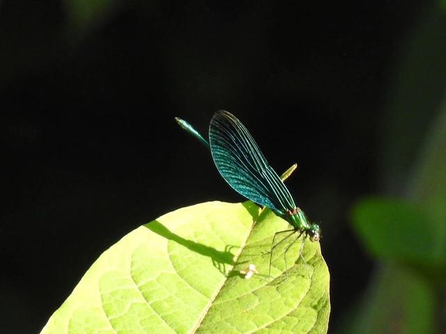 Calopteryx virgo - kisasszony-szitakötő