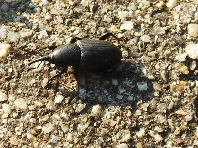 Sphenophorus