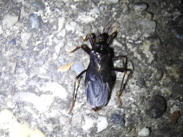 Reduvius personatus - szemetes zugpoloska