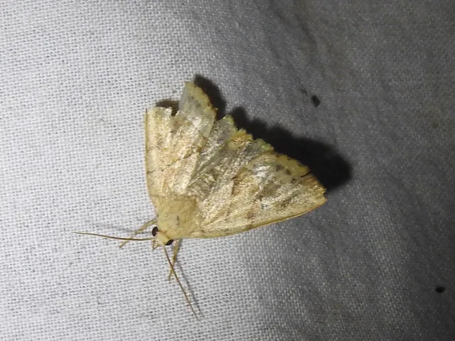 Cosmia trapezina - közönséges lombbagoly