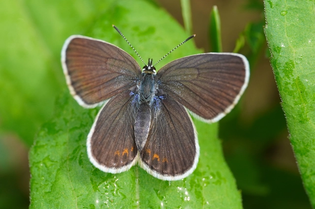 Plebejus argyrognomon - tintakék boglárka