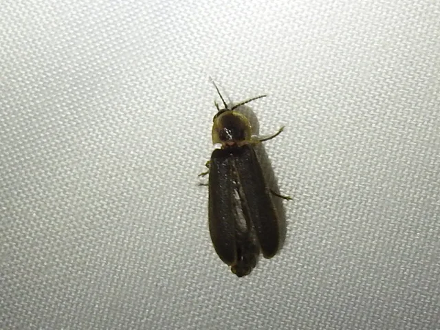 Lampyridae - szentjánosbogár-félék