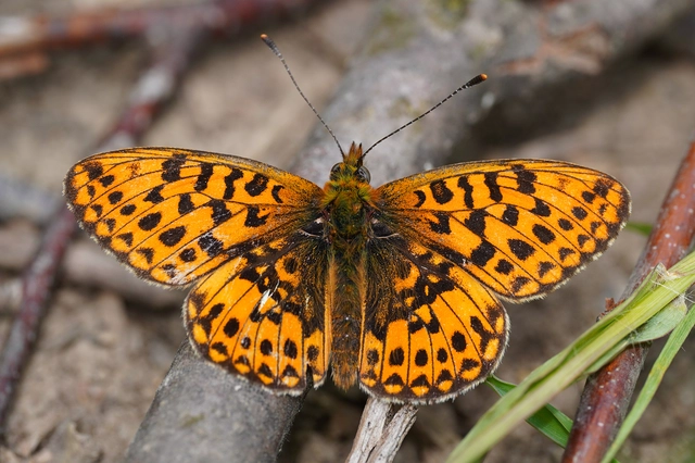 Boloria euphrosyne - árvácska-gyöngyházlepke Boloria euphrosyne - árvácska-gyöngyházlepke