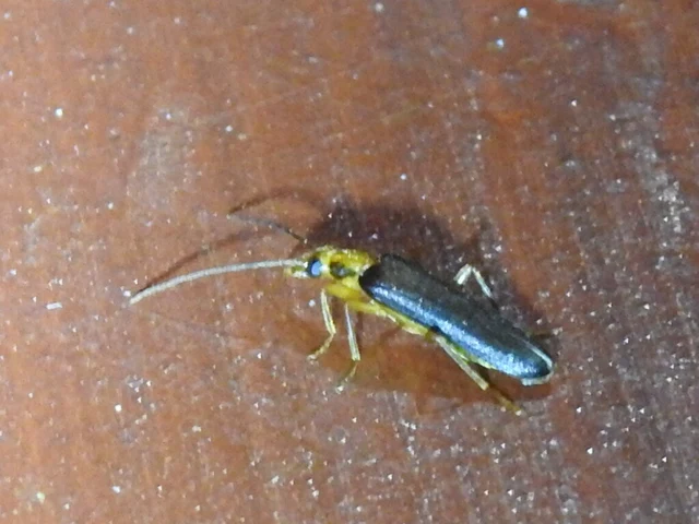 Nacerdes carniolica - karnóliai álcincér