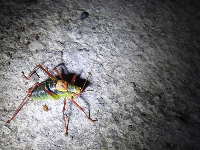 Barbitistes constrictus - északi málnaszöcske