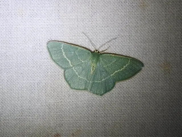 Chlorissa cloraria - sárgászöld araszoló