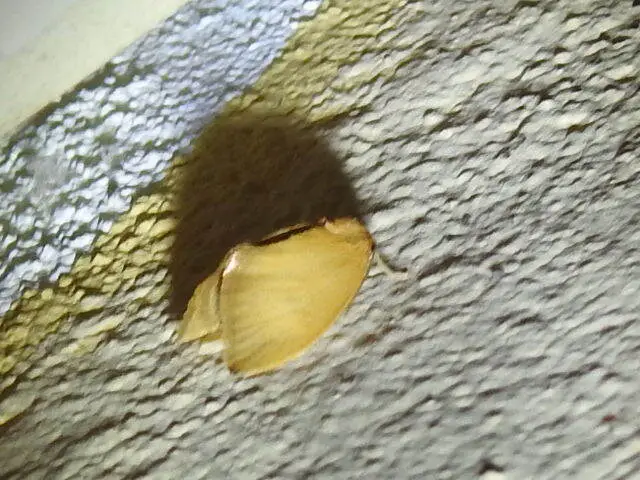 Heterogenea asella - csigalepke