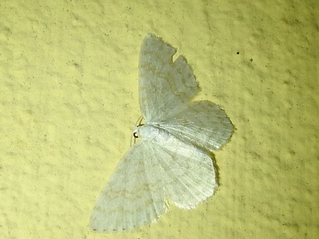Asthena albulata - gyertyán-fehéraraszoló