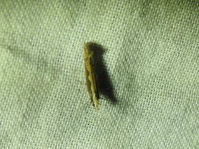 Plutella xylostella - káposztamoly