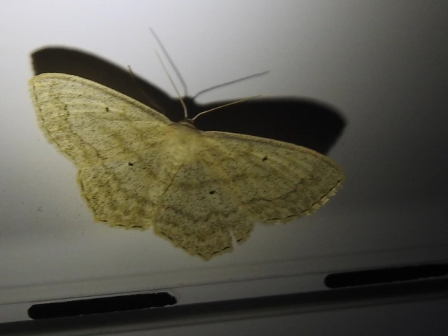 Scopula nigropunctata - feketepettyes araszoló