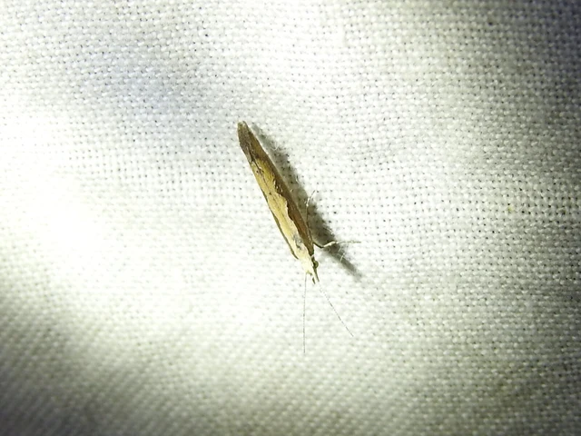Plutella xylostella - káposztamoly