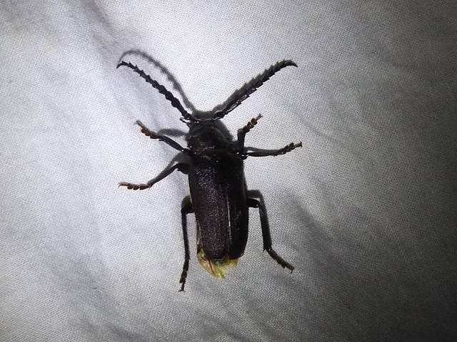 Prionus coriarius - csőszcincér