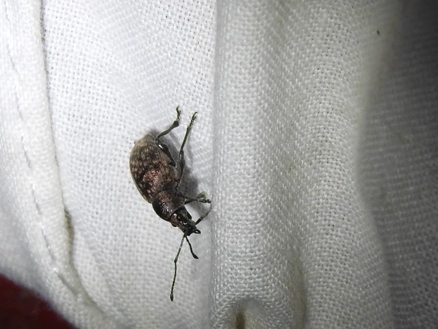 Otiorhynchus multipunctatus - sokpontos gyalogormányos