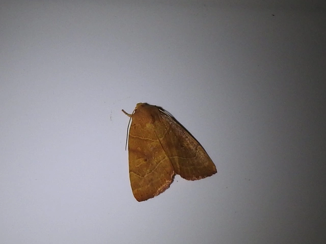 Cosmia trapezina - közönséges lombbagoly