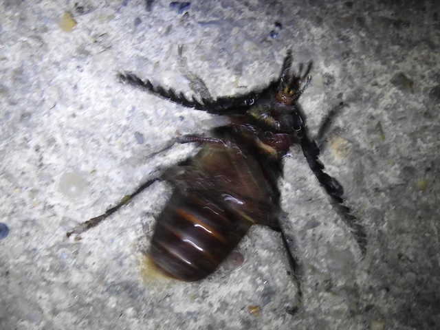 Prionus coriarius - csőszcincér