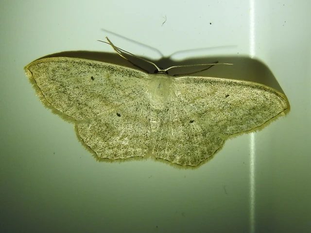 Scopula nigropunctata - feketepettyes araszoló