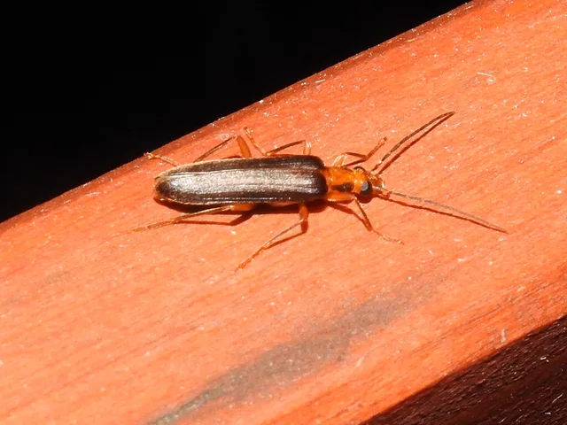 Nacerdes carniolica - karnóliai álcincér