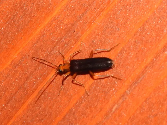 Nacerdes carniolica - karnóliai álcincér