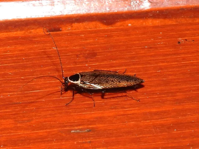 Blattodea - Csótányok