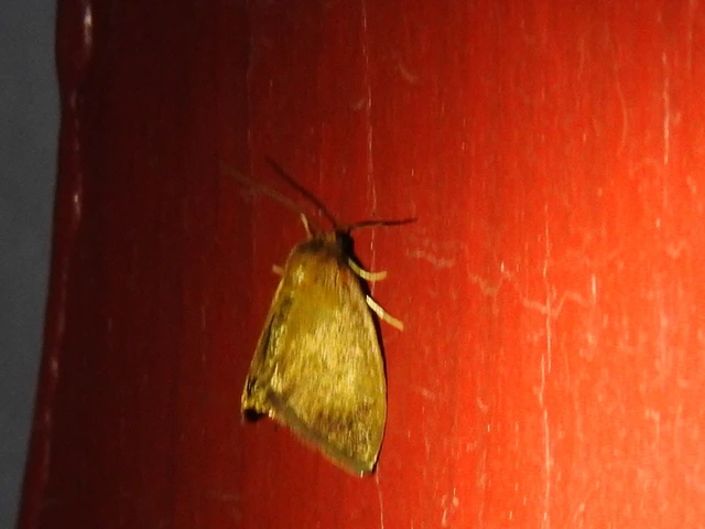 Heterogenea asella - csigalepke