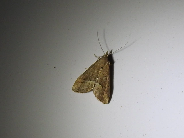 lomberdei karcsúbagoly - Schrankia taenialis