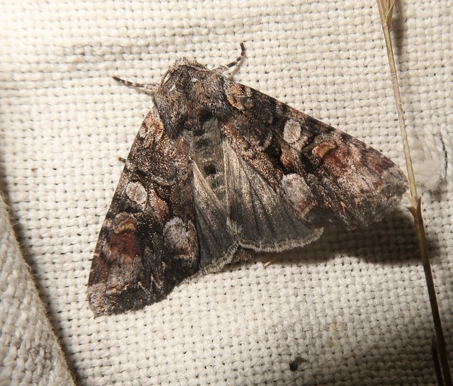 Lacanobia contigua - hamuszürke kertibagoly