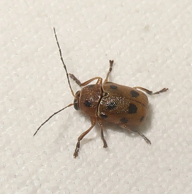 Cryptocephalus octomaculatus - nyolcfoltos zömökbogár