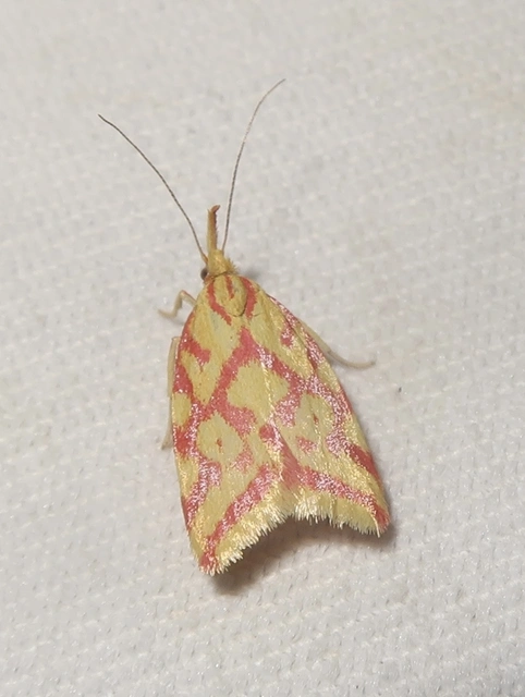 Hypercallia citrinalis - pirossávos díszmoly Hypercallia citrinalis - pirossávos díszmoly