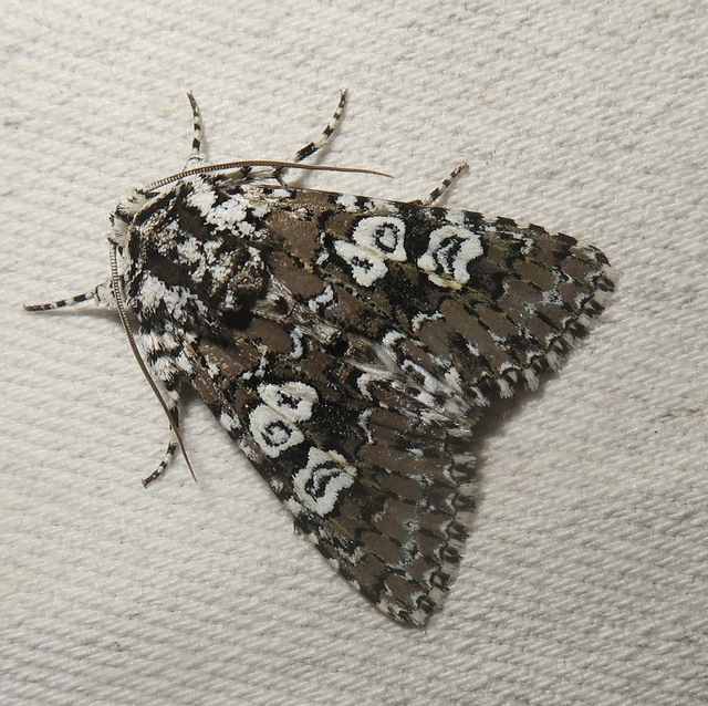 Lamprosticta culta - hármasfoltú bagoly