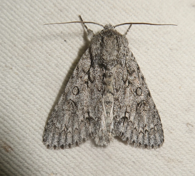 Acronicta aceris - vadgesztenye-szigonyosbagoly