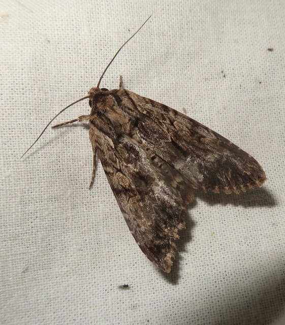 Apamea monoglypha - nagy dudvabagoly