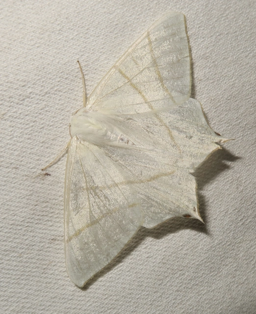 Ourapteryx sambucaria - fecskefarkú araszoló