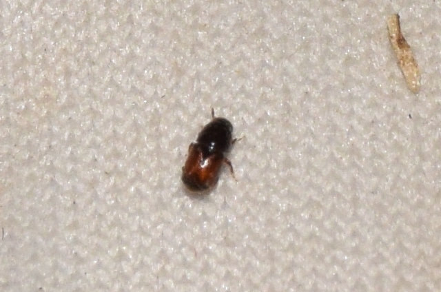 Scolytus scolytus - nagy szilfa-kéregszú