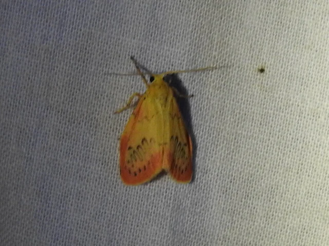 Miltochrista miniata - piros medvelepke