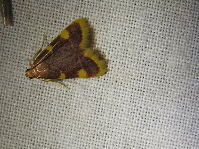 Hypsopygia costalis - szénailonca