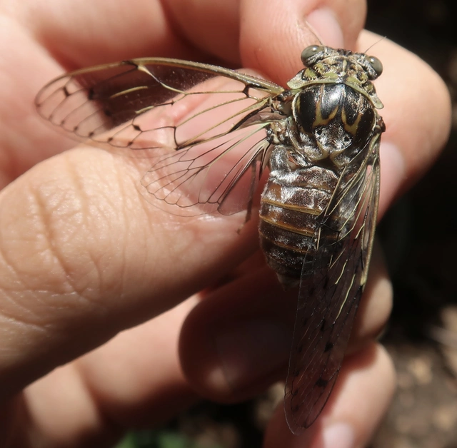 Cicada orni - mannakabóca