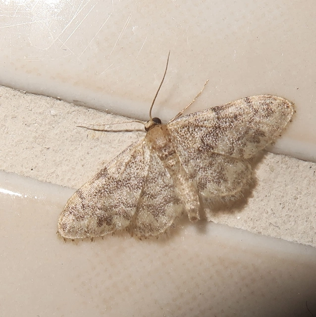 Idaea inquinata - mintás apróaraszoló