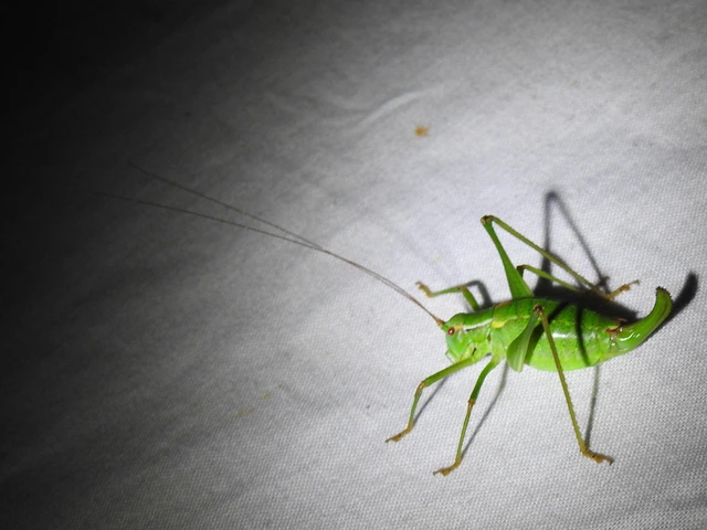 Barbitistes constrictus - északi málnaszöcske