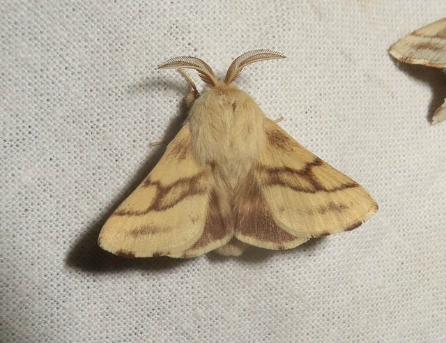Malacosoma castrensis - kutyatejszövő